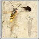Philanthus triangulum - Bienenwolf w11.jpg